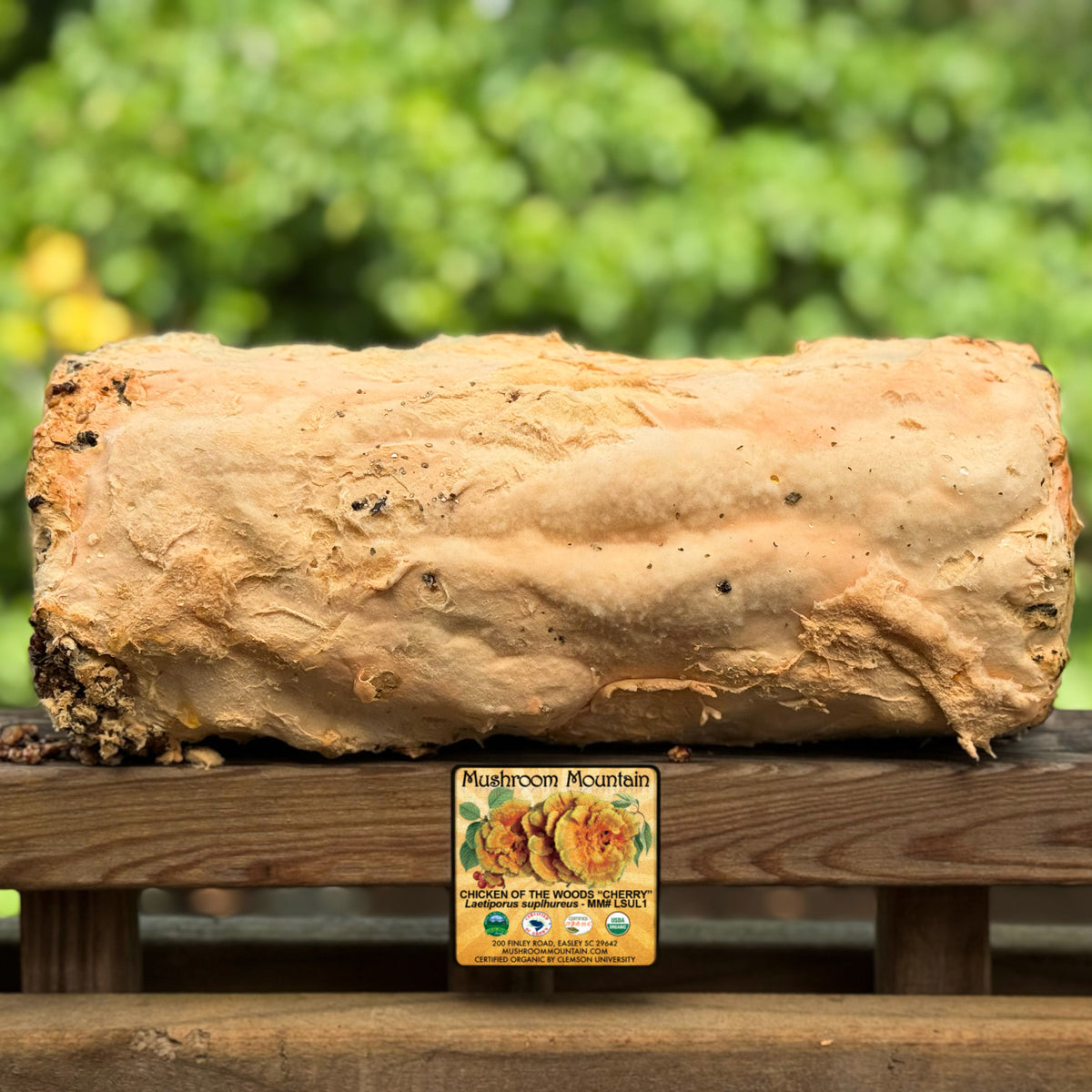 Chicken of the Woods (Laetiporus spp.) Mushroom Fruiting Logs