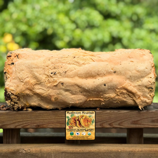 Chicken of the Woods (Laetiporus spp.) Mushroom Fruiting Logs
