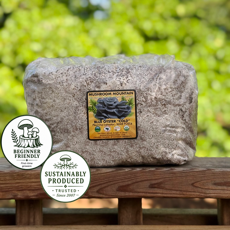 Oyster Mushroom Sawdust Spawn  - (Pleurotus spp.) - 5lb