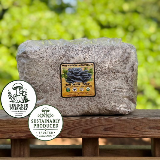 Oyster Mushroom Sawdust Spawn  - (Pleurotus spp.) - 5lb