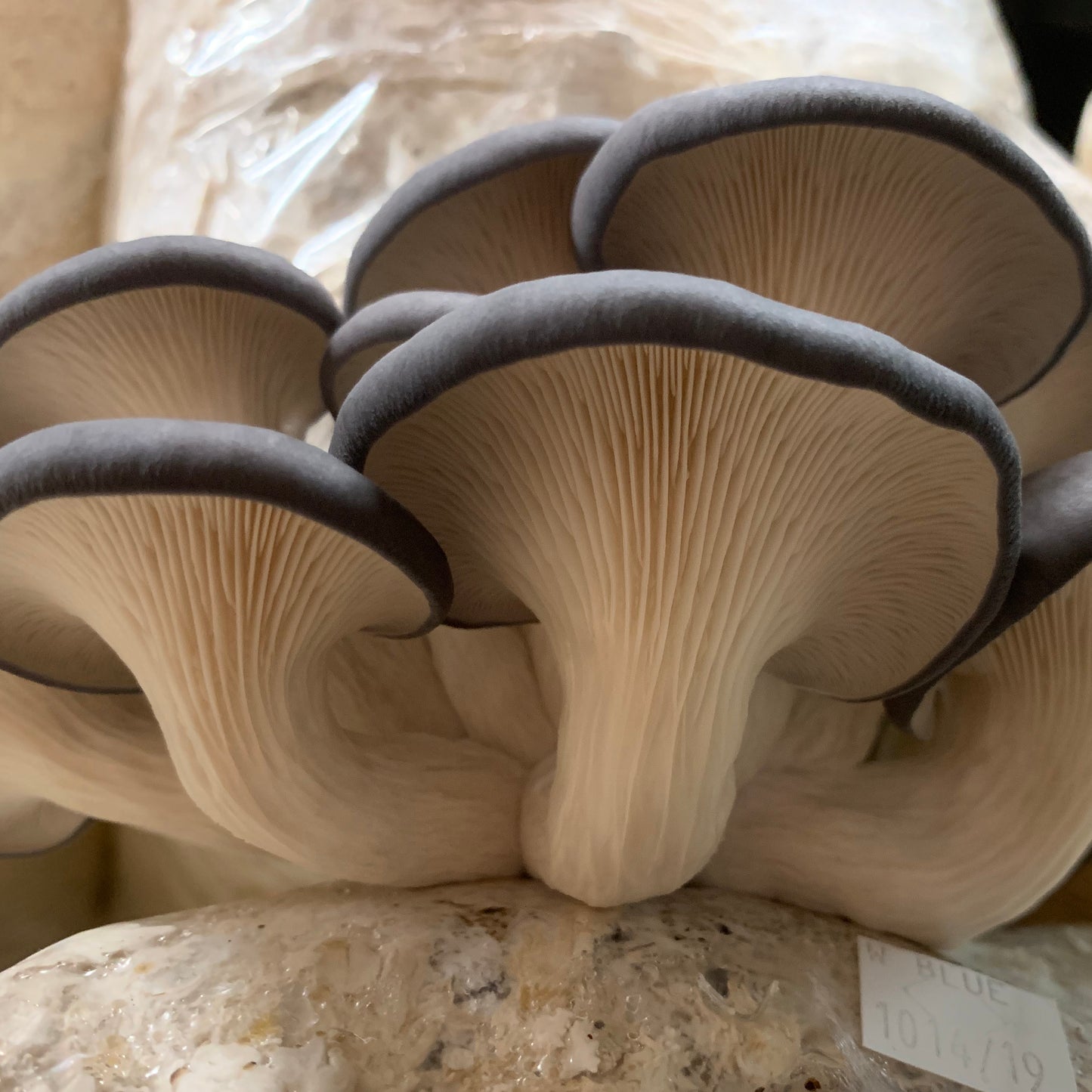 Oyster Mushroom Plug Spawn - (Pleurotus spp.)