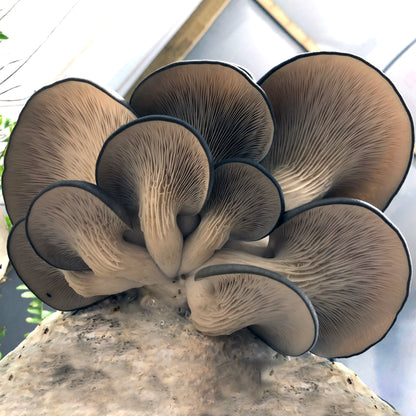 Oyster Mushroom Plug Spawn - (Pleurotus spp.)