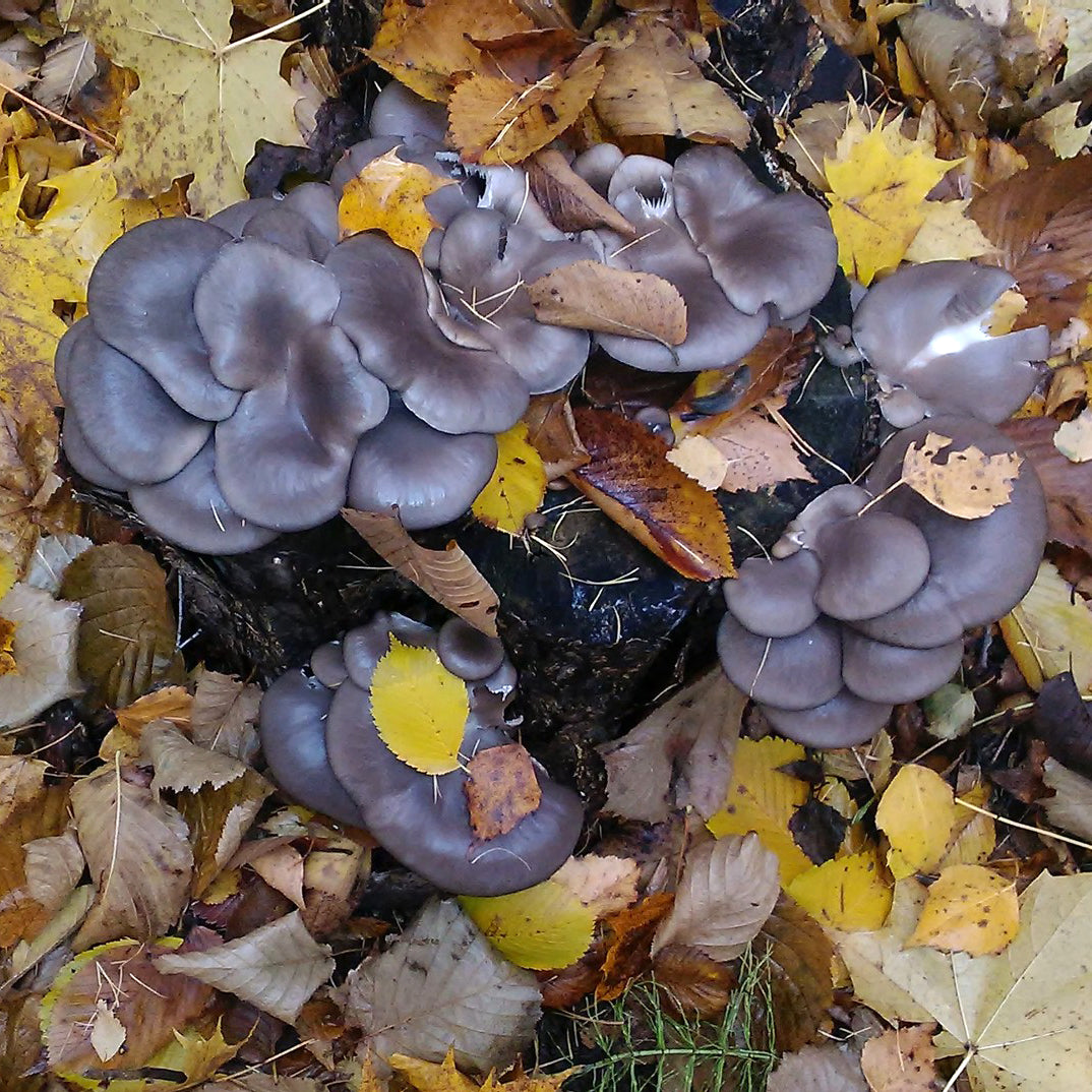 Oyster Mushroom Plug Spawn - (Pleurotus spp.)