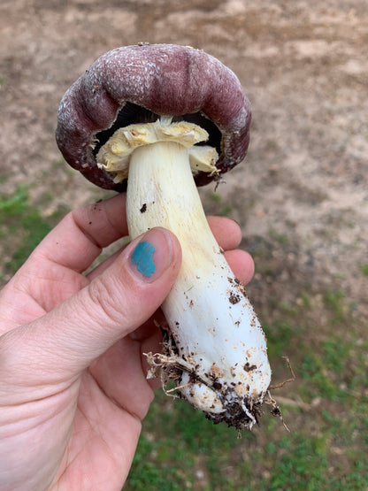 Wine Cap “Stropharia rugosoanulata” Living Mulch