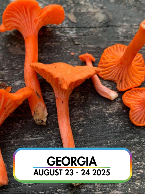 Wild Mushroom Food Safety Certification - GEORGIA - AUG 23-24, 2025