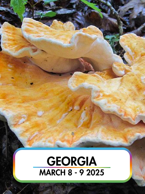 Wild Mushroom Food Safety Certification - GEORGIA - MAR 8-9, 2025