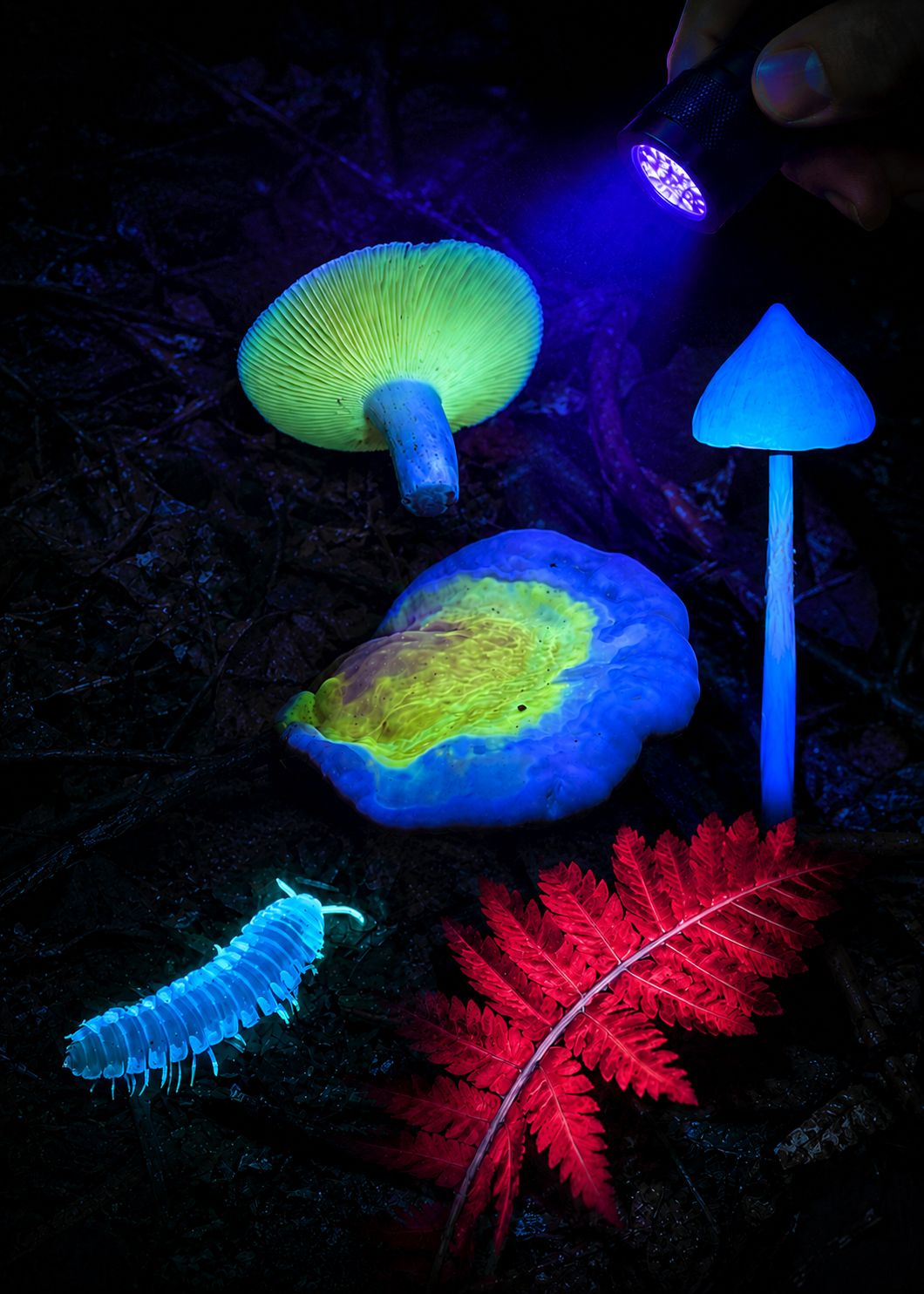 UV Night Hike: Mushrooms, Glowing Plants & Fluorescent Forest Life