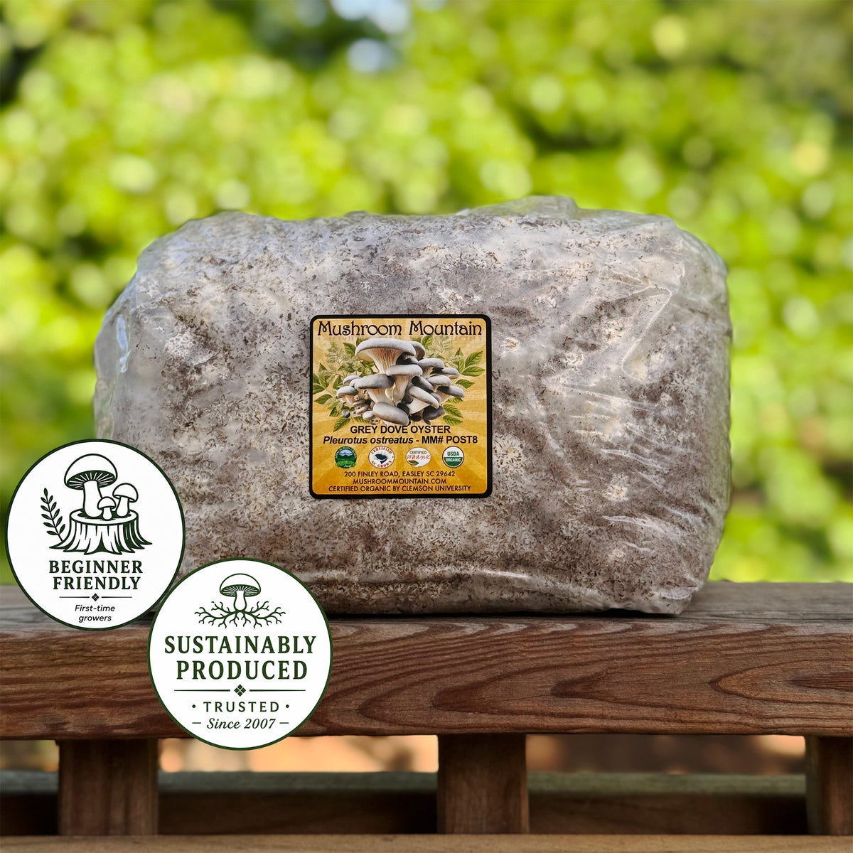 Oyster Mushroom Sawdust Spawn  - (Pleurotus spp.) - 5lb