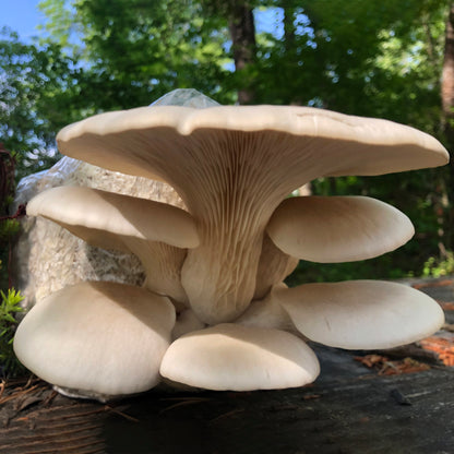 Oyster Mushroom Sawdust Spawn  - (Pleurotus spp.) - 5lb