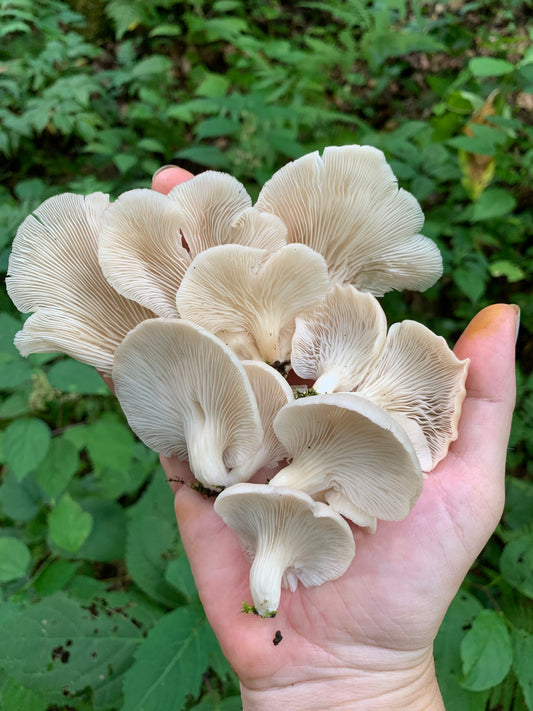 Mulberry Oyster MycoGarden Fruiting Kit  - (Pleurotus ostreatus)