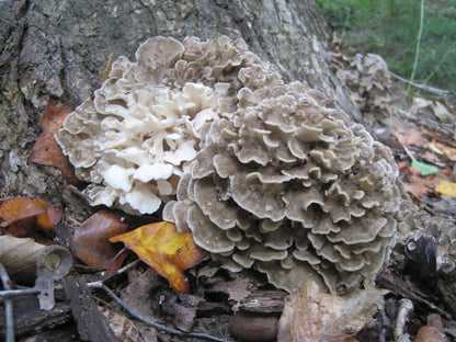 Taste Of The Forest: Hen Of The Woods Experience
