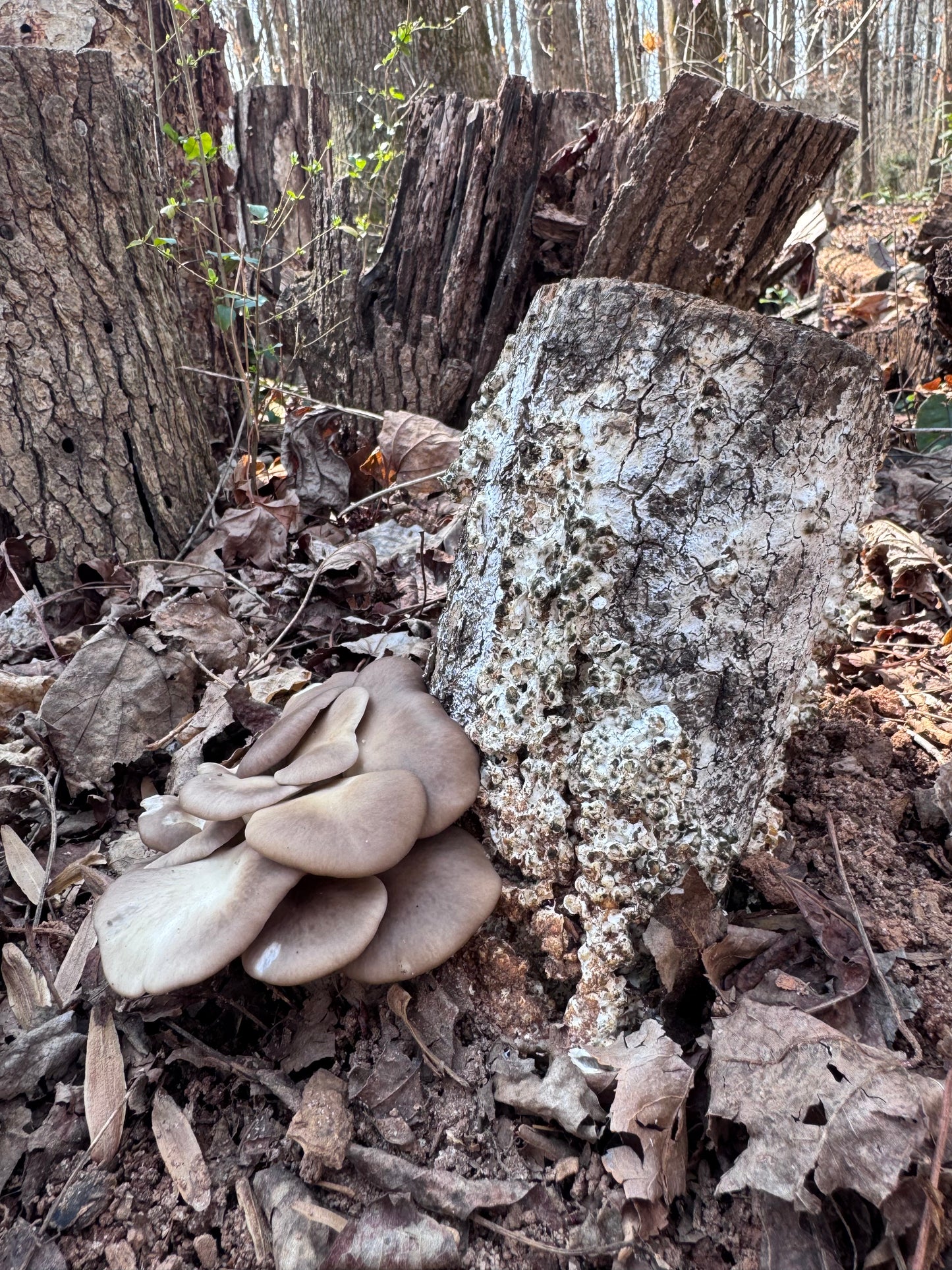 Oyster (Pleurotus spp.) Mushroom Fruiting Log