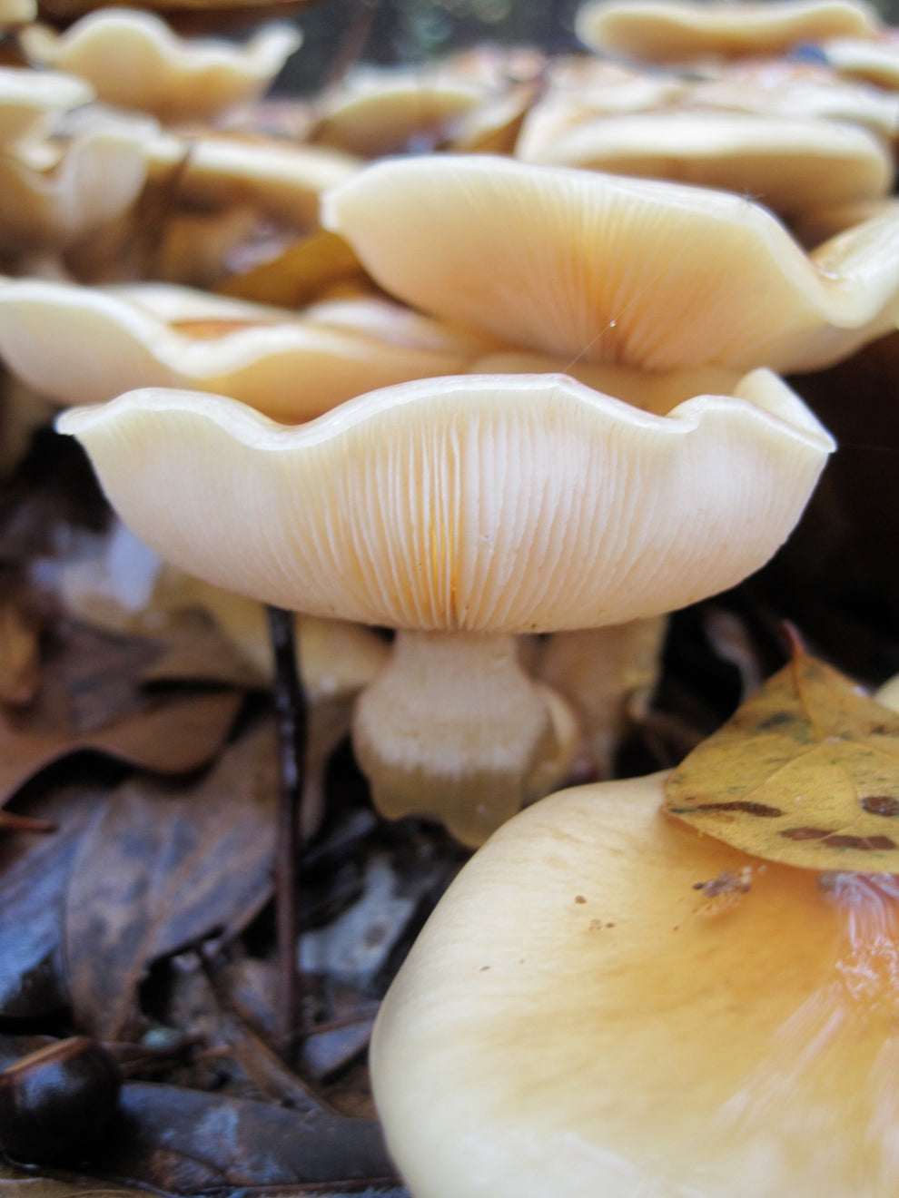 Spring Mushroom Cultivation Workshop at Mushroom Mountain Farm | Easley SC