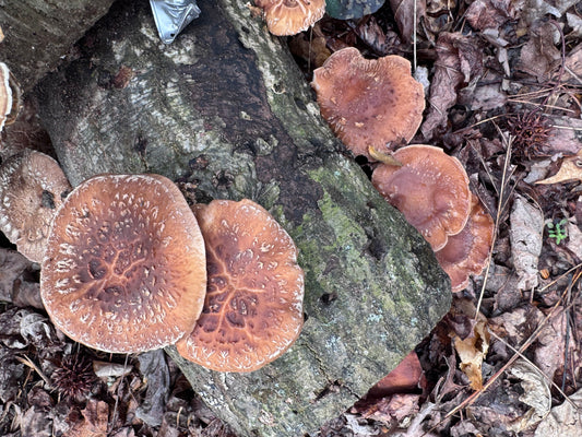 Shiitake (Lentinula edodes) Mushroom Fruiting Log