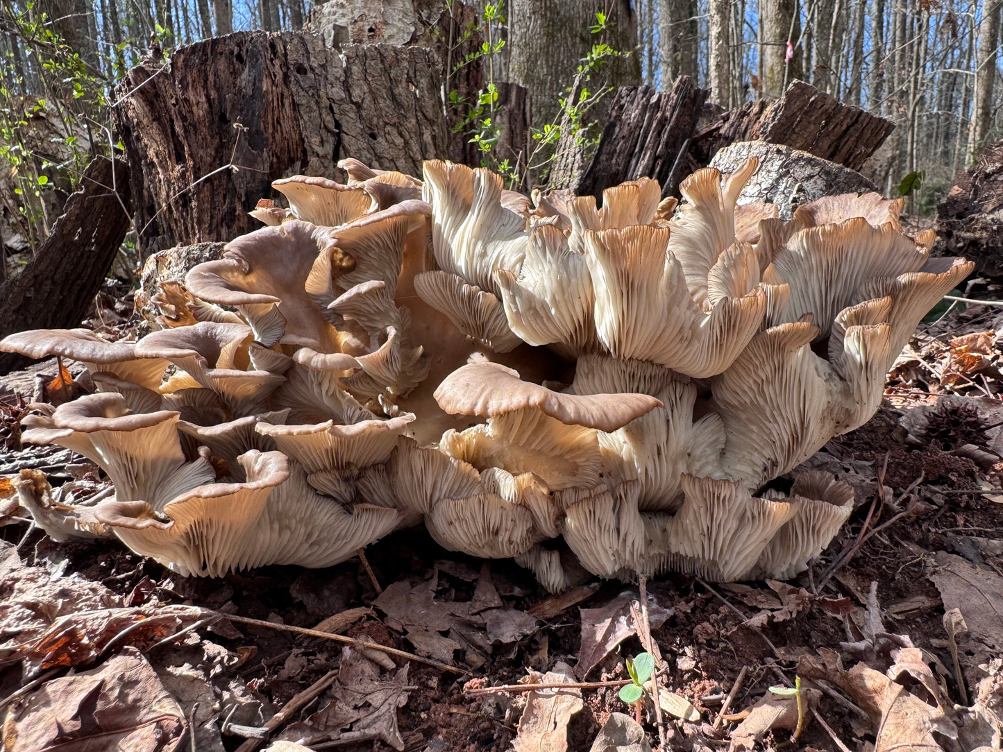 Oyster (Pleurotus spp.) Mushroom Fruiting Log