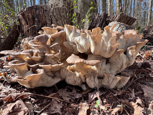 Oyster (Pleurotus spp.) Mushroom Fruiting Log