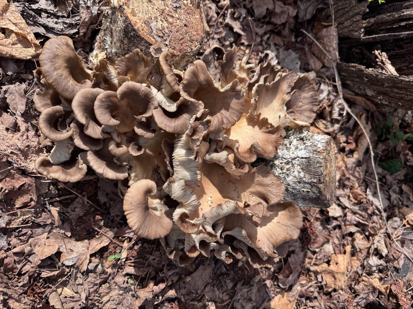 Oyster (Pleurotus spp.) Mushroom Fruiting Log