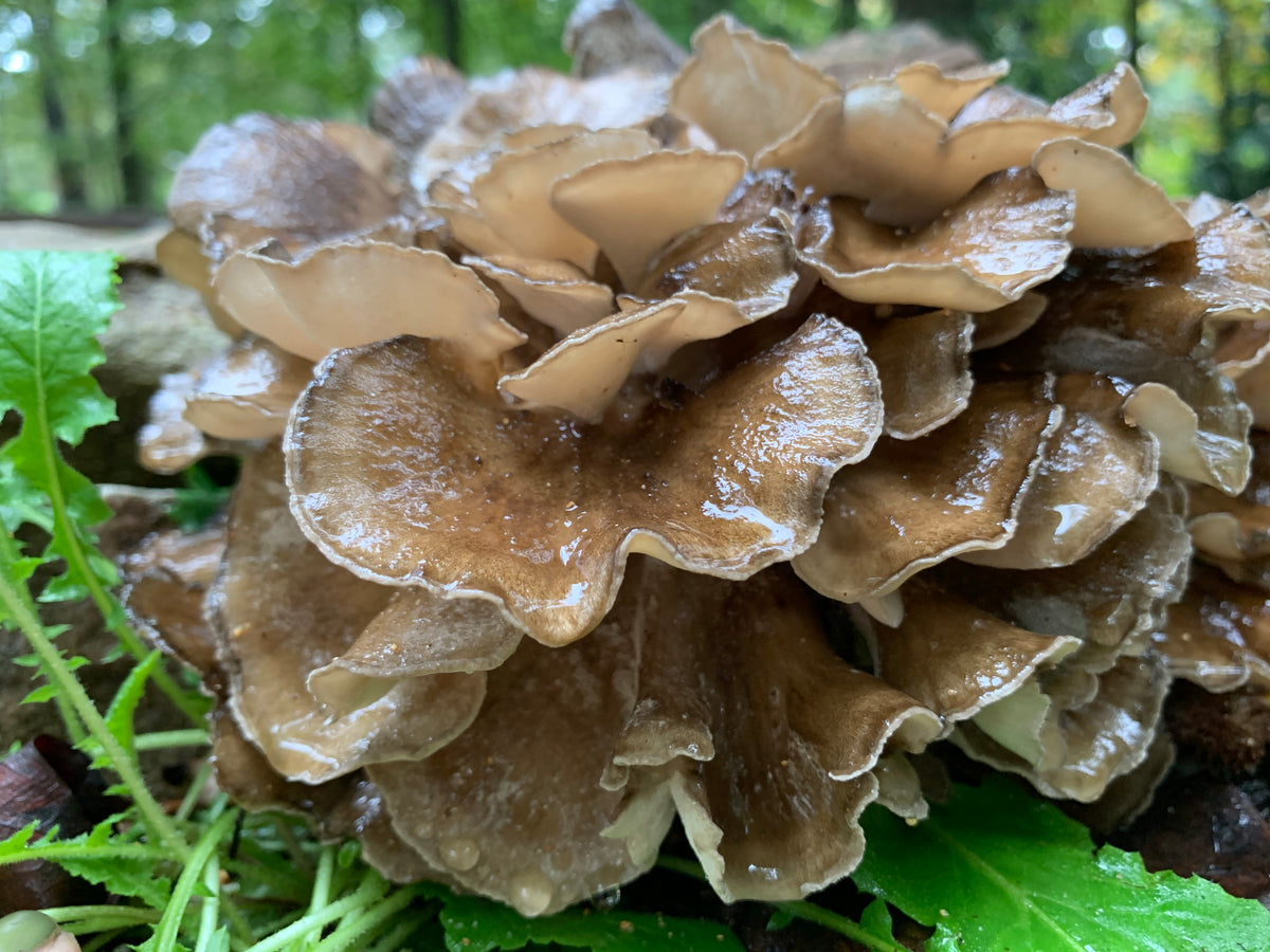 Taste Of The Forest: Hen Of The Woods Experience
