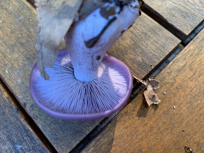 Blewit “Lepista nuda” Living Mulch