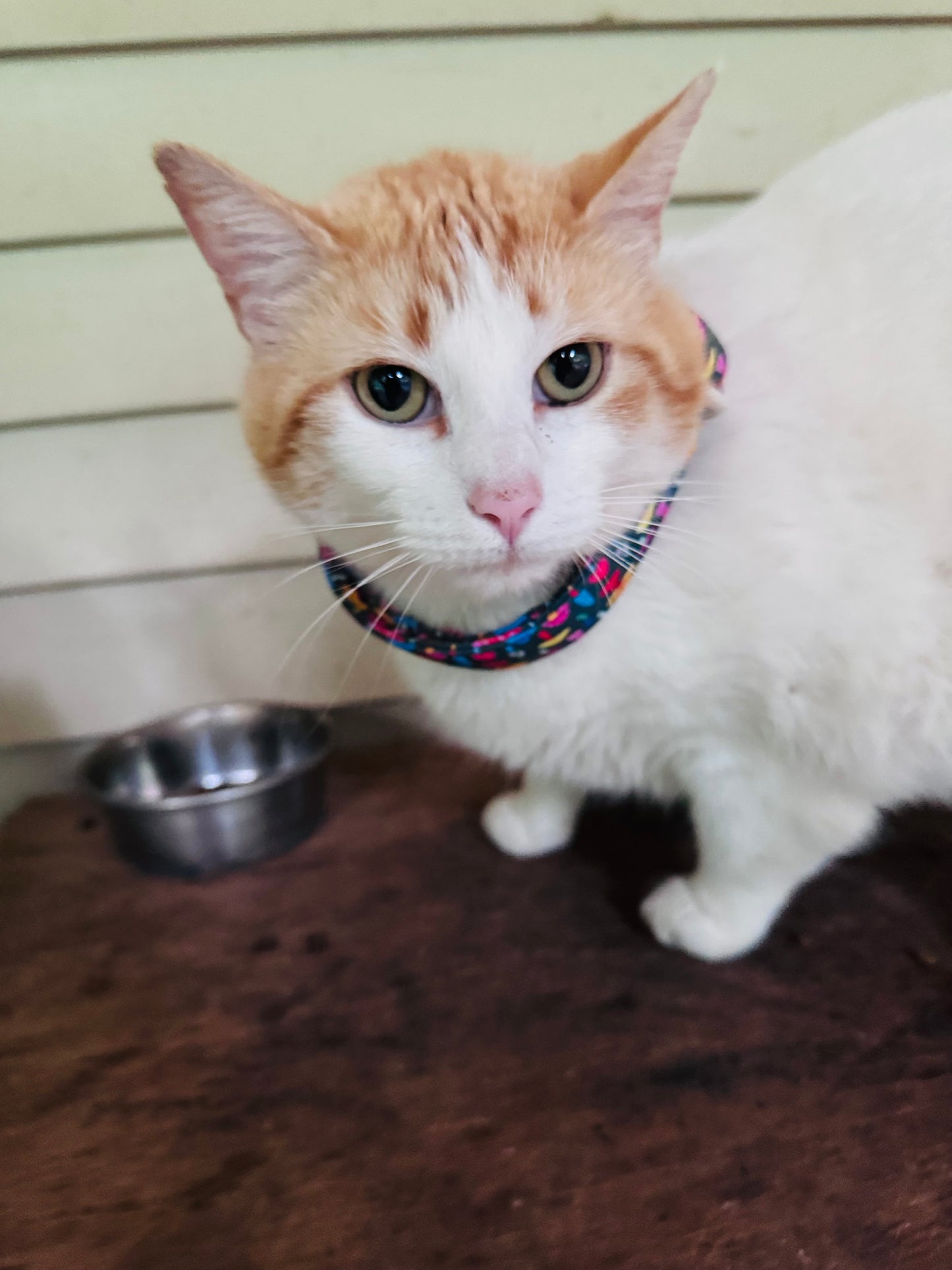 Colorful Mushroom Pet Collar