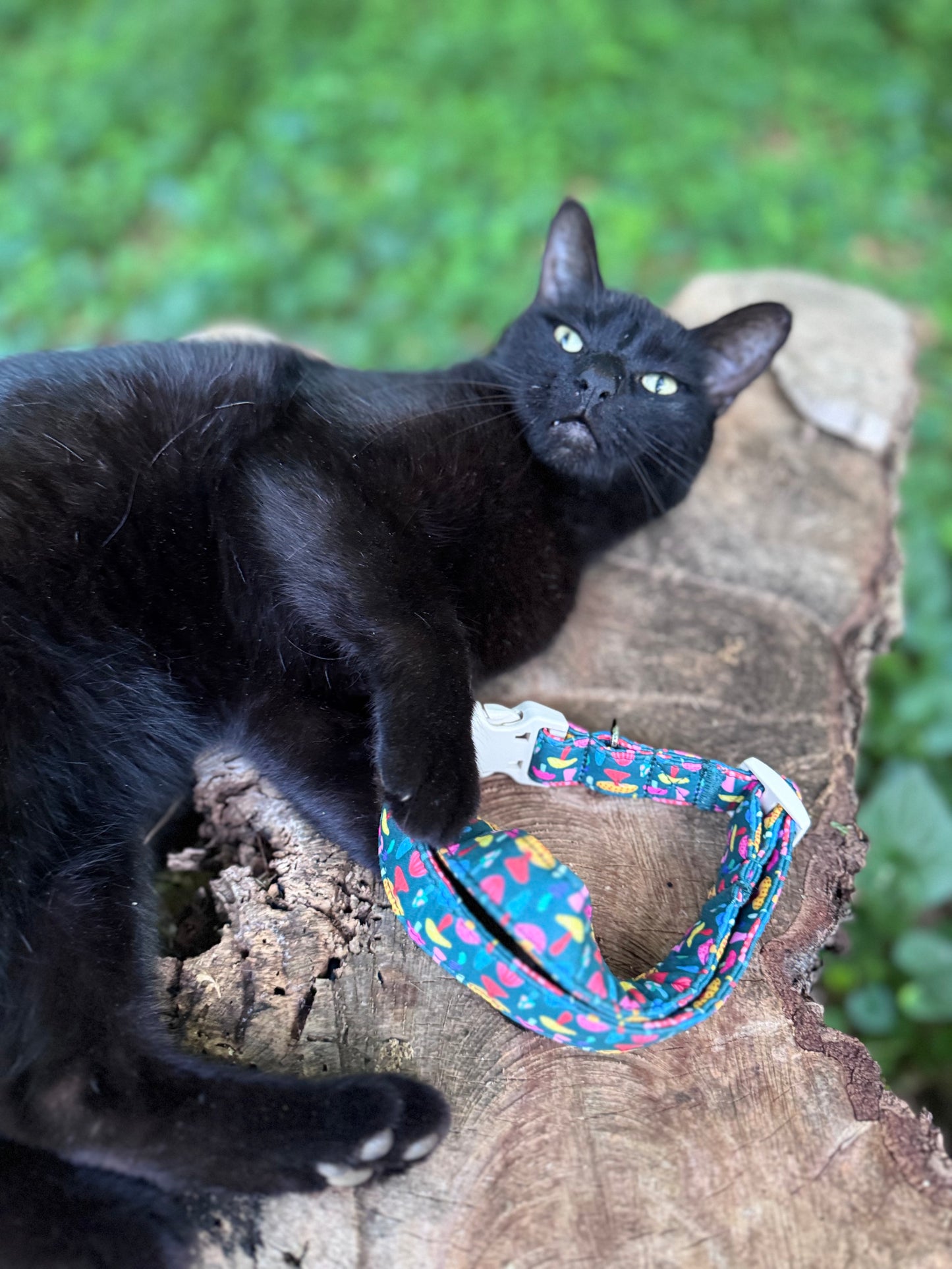 Colorful Mushroom Pet Collar
