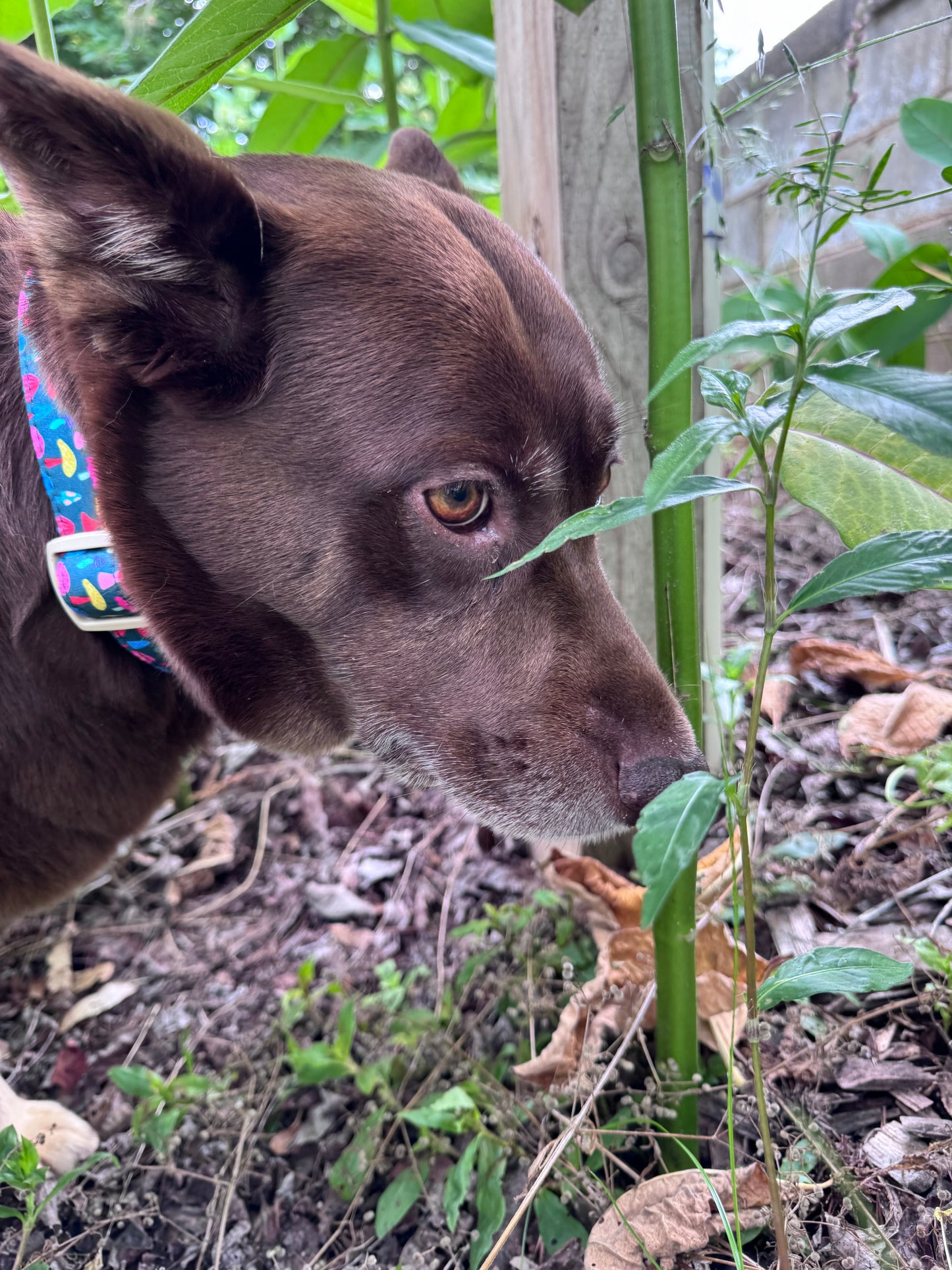 Colorful Mushroom Pet Collar