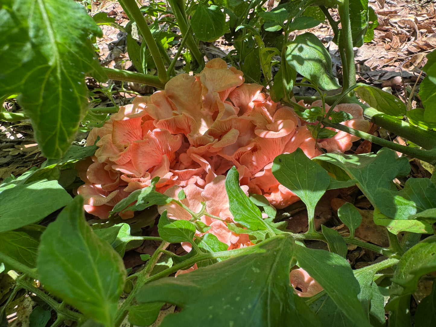 Pink Oyster MycoGarden Fruiting Kit  - (Pleurotus ostreatus)