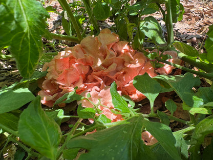 Pink Oyster MycoGarden Fruiting Kit  - (Pleurotus ostreatus)