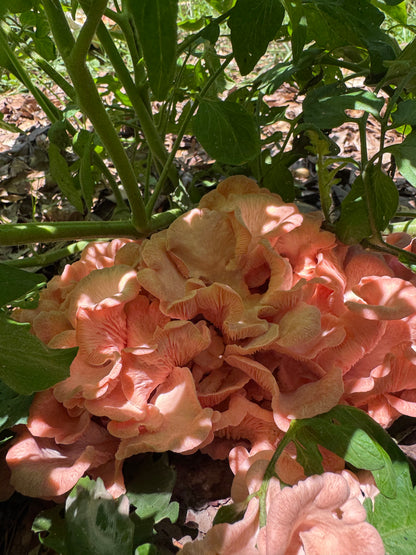 Pink Oyster MycoGarden Fruiting Kit  - (Pleurotus ostreatus)
