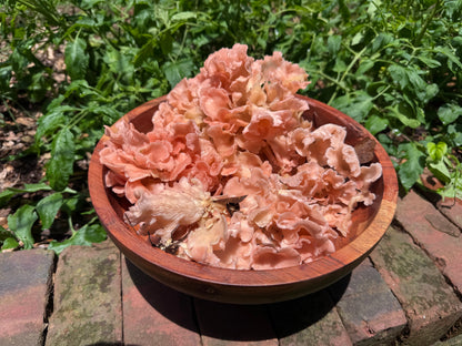 Pink Oyster MycoGarden Fruiting Kit  - (Pleurotus ostreatus)