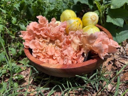 Pink Oyster MycoGarden Fruiting Kit  - (Pleurotus ostreatus)