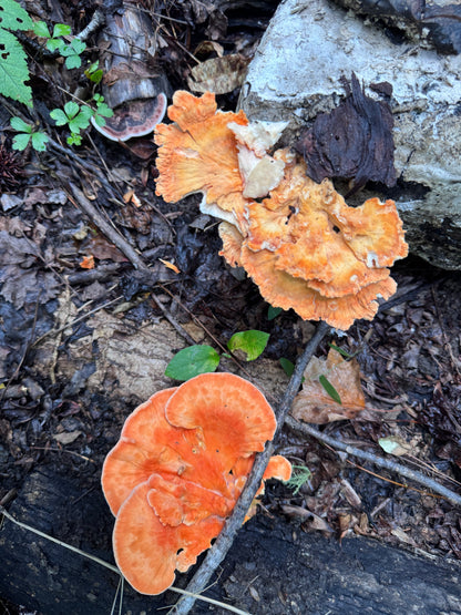*Pre-order* Chicken of the Woods (Laetiporus spp.) Mushroom Fruiting Logs