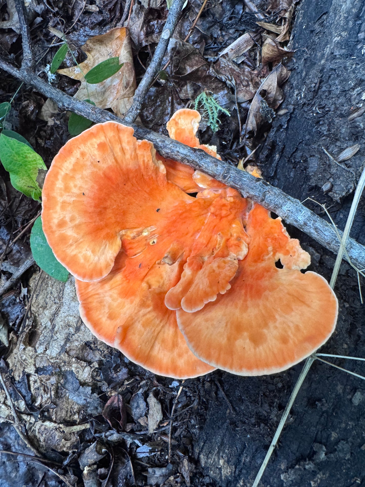 Wild Mushroom Food Safety Certification (Online) – 5-Year State-Approved Permit Training | November 14–15, 2026