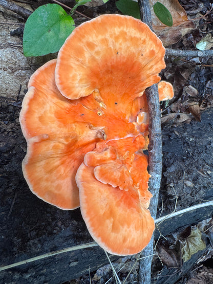 *Pre-order* Chicken of the Woods (Laetiporus spp.) Mushroom Fruiting Logs