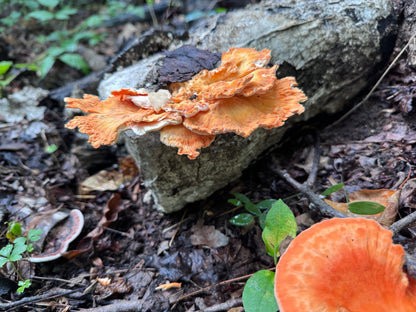 Chicken of the Woods (Laetiporus spp.) Mushroom Fruiting Logs
