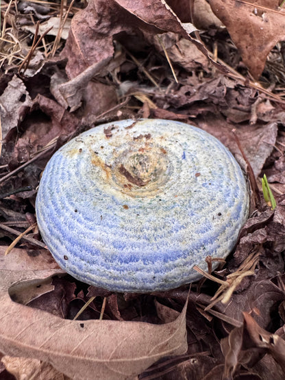 Wild Mushroom Food Safety Certification (Online) – 5-Year State-Approved Permit Training | November 14–15, 2026