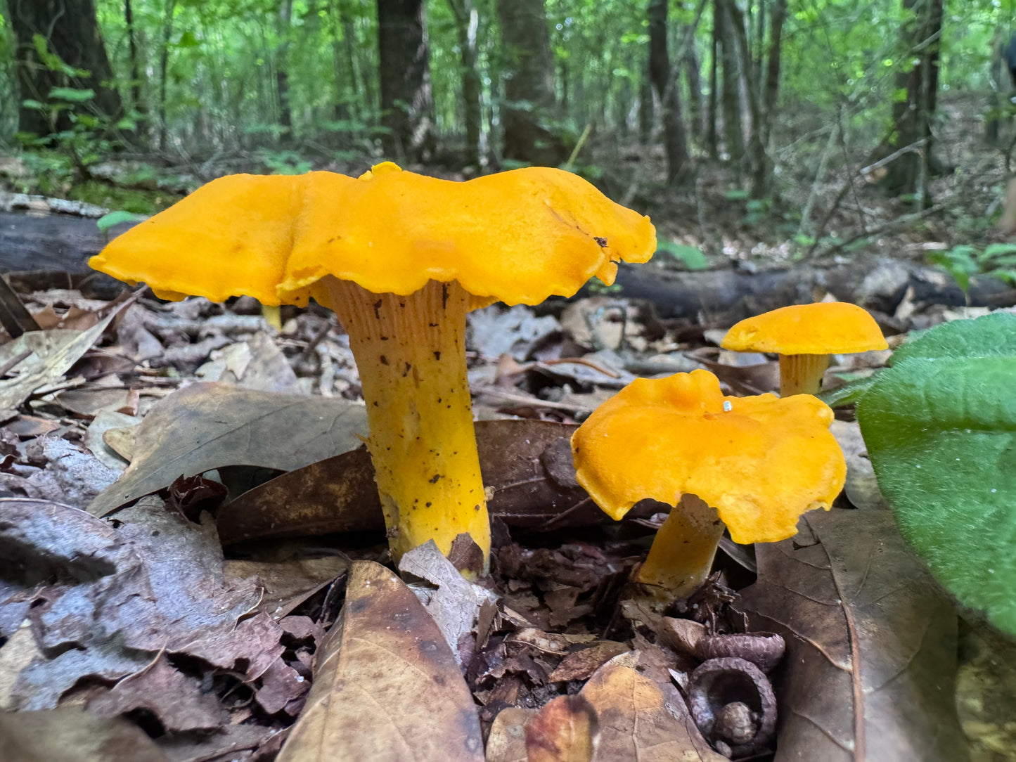 Wild Mushroom Food Safety Certification (Online) – 5-Year State-Approved Permit Training | November 14–15, 2026