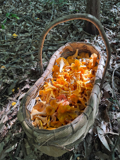 Wild Mushroom Food Safety Certification (Online) – 5-Year State-Approved Permit Training | November 14–15, 2026