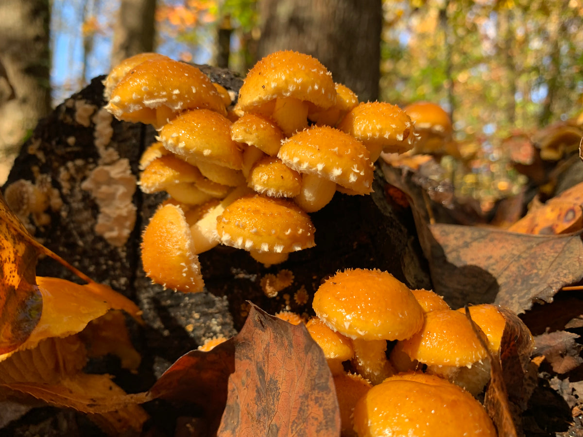 Chestnut Fungus Sawdust Spawn - (Pholiota adiposa) - 5lb
