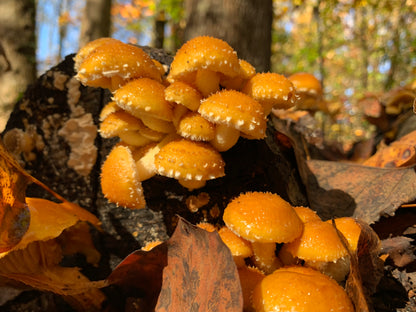 Chestnut Fungus Sawdust Spawn - (Pholiota adiposa) - 5lb