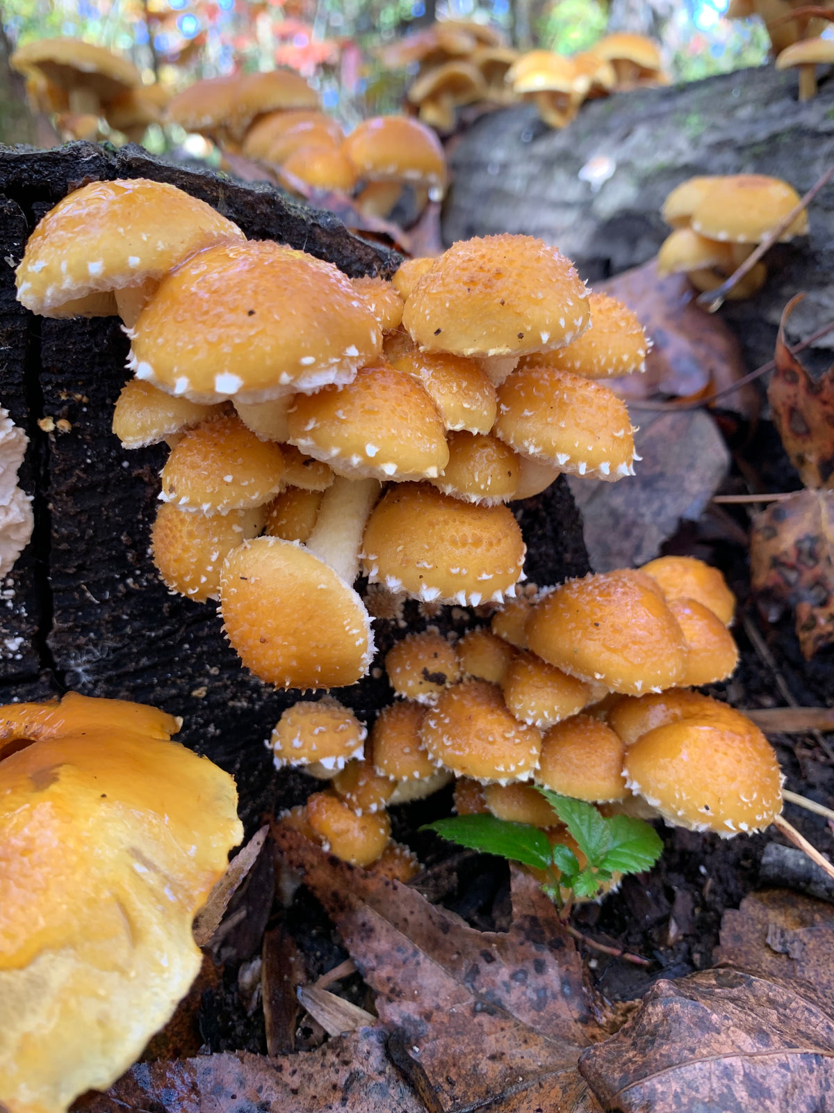 Chestnut Fungus Sawdust Spawn - (Pholiota adiposa) - 5lb