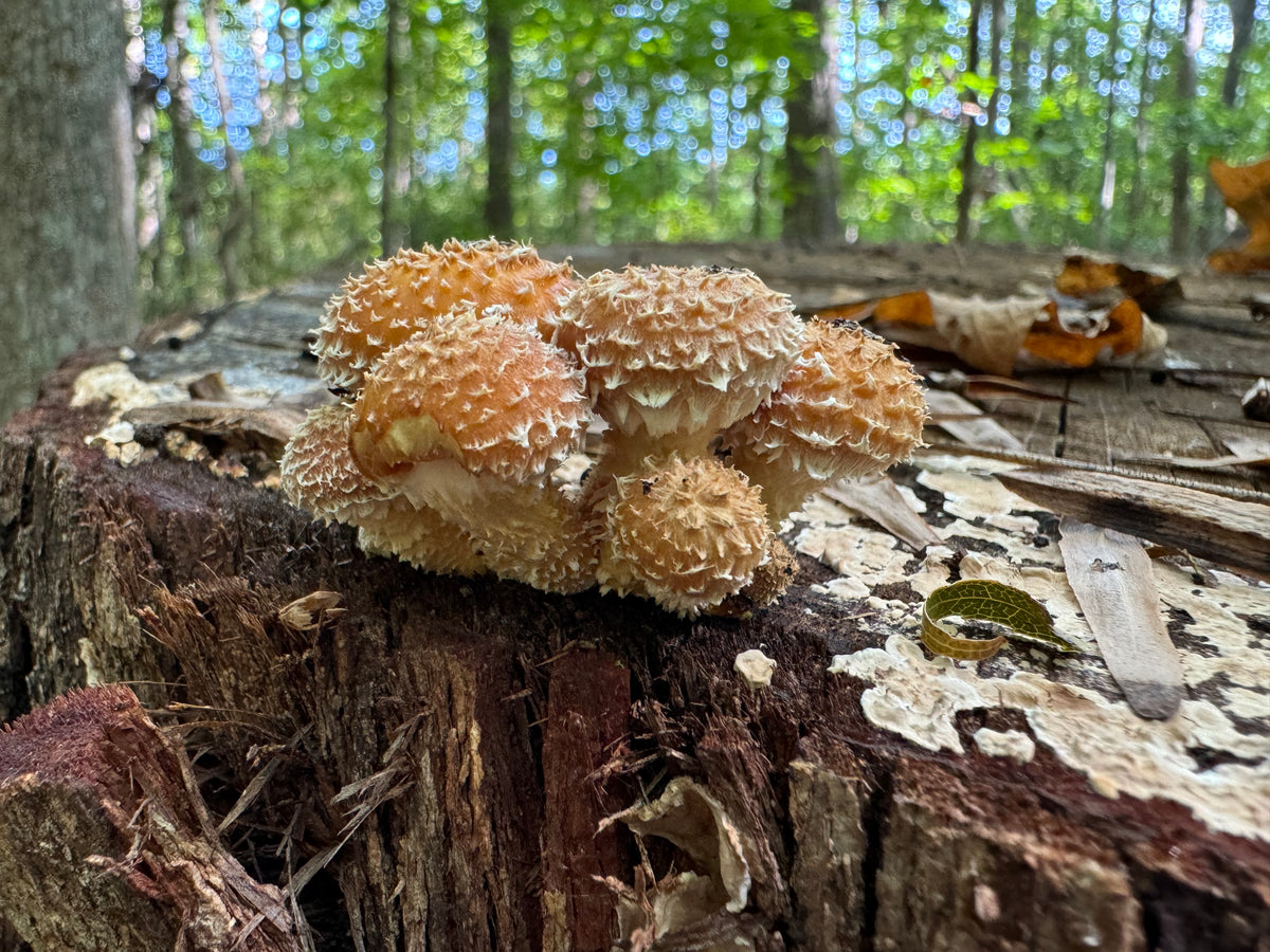 Chestnut Fungus Sawdust Spawn - (Pholiota adiposa) - 5lb