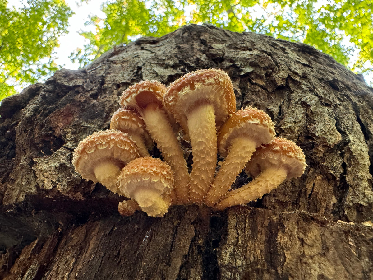 Chestnut Fungus Sawdust Spawn - (Pholiota adiposa) - 5lb