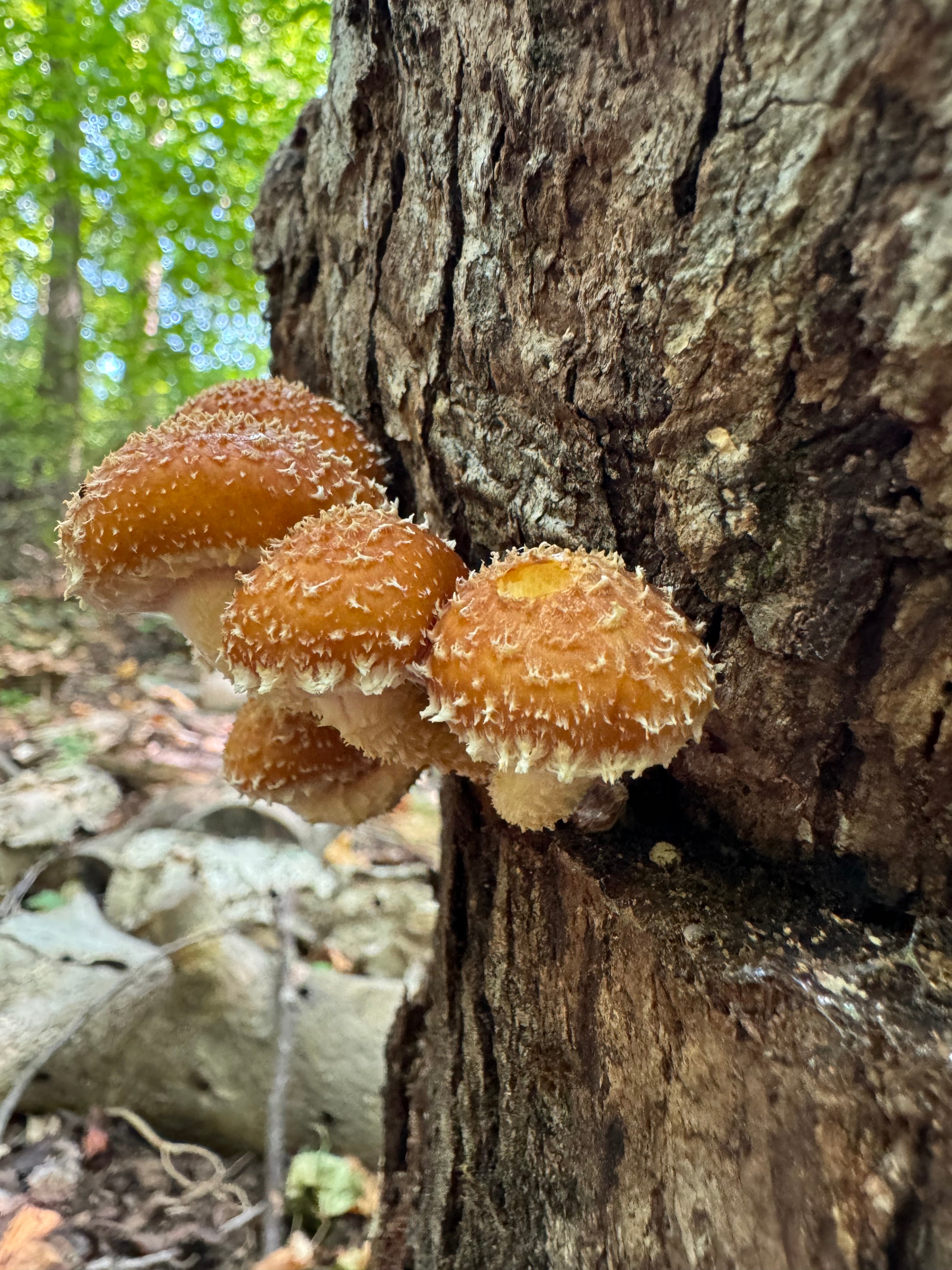 Chestnut Mushroom Sawdust Spawn – Grow Pholiota adiposa – Mushroom
