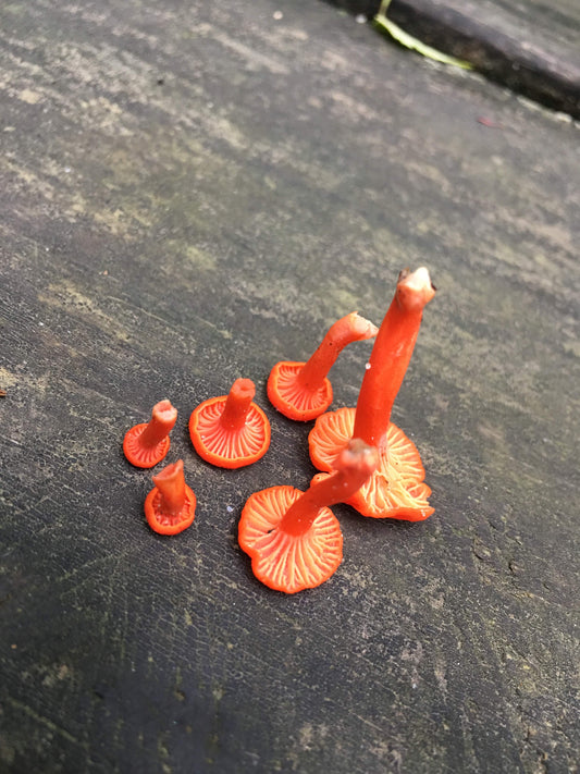 7/10/25 - MM Farm Tour