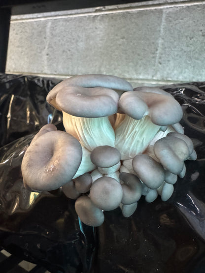 Warm Blue Oyster MycoGarden Fruiting Kit  - (Pleurotus ostreatus)