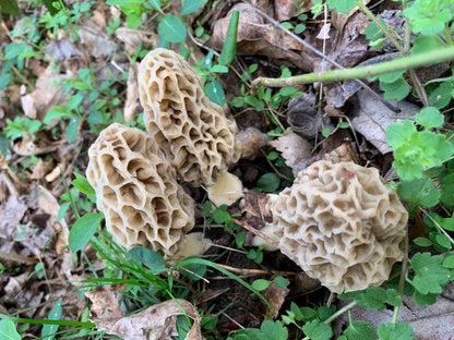Taste of The Forest: The Morel Experience - 4/17/26