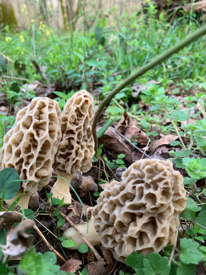 Taste of The Forest: The Morel Experience - 4/17/26