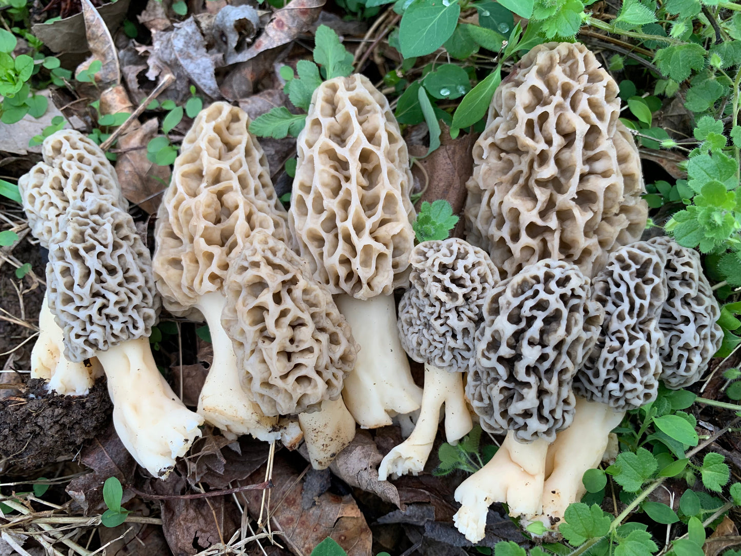 Taste of The Forest: The Morel Experience - 4/17/26
