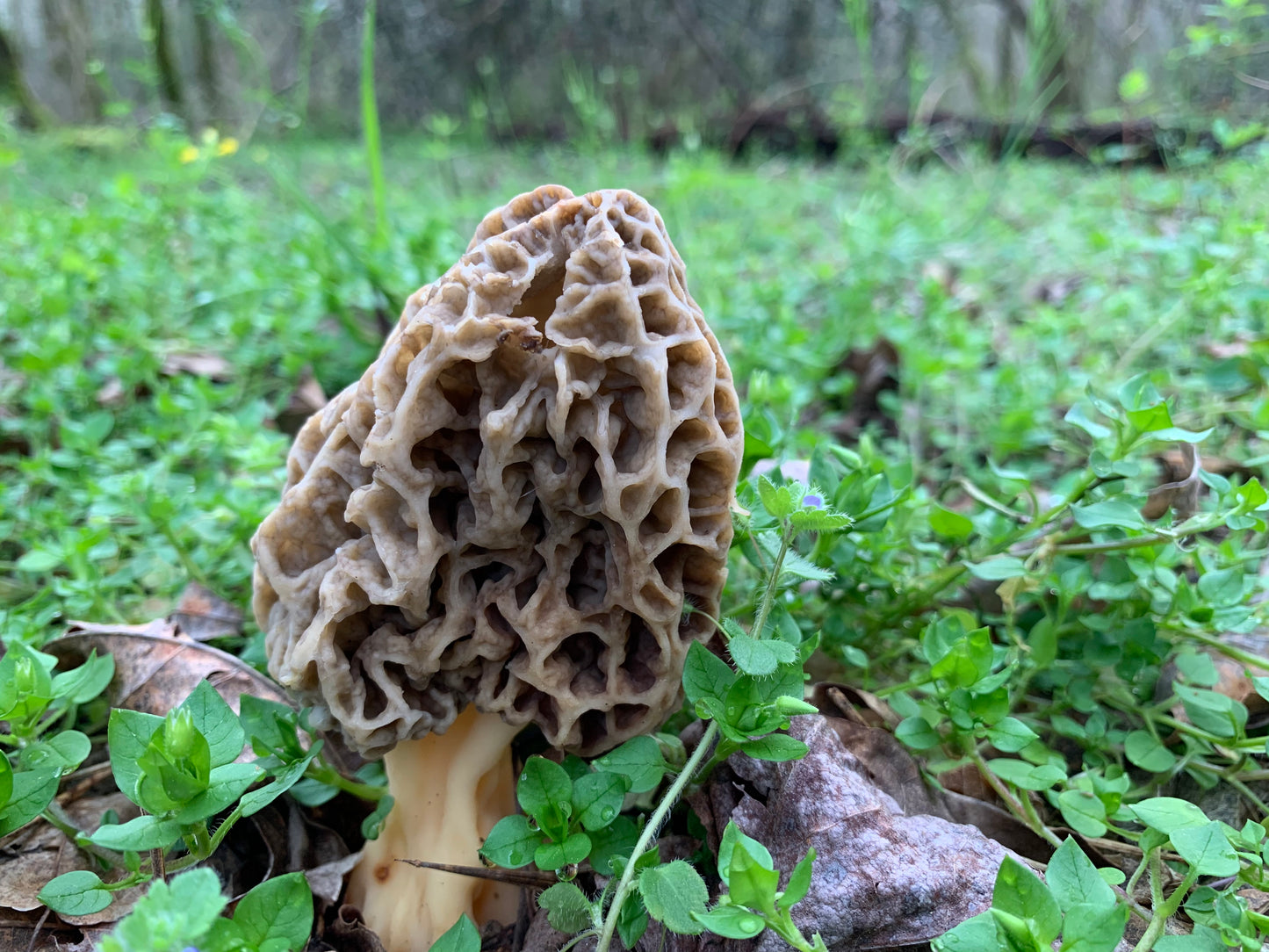 Taste of The Forest: The Morel Experience - 4/17/26